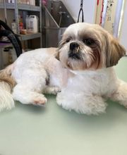 Happy Dog image 9