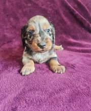 Chatterie Angels Queenie's image 2