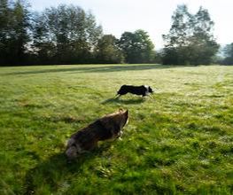 TEAMH Hundeschule Schömberg Bild 11
