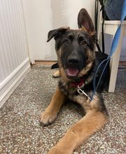 Paumanok Veterinary Hospital image 8