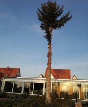 TC-Gartenbau Bild 8