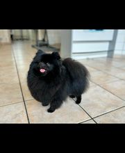 Au Chien Chic image 6