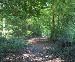 FriedWald Gronenburg Bild 1
