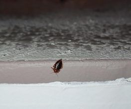 Deratisenet image 4