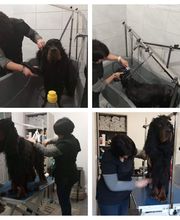 AU CHARME CANIN image 9