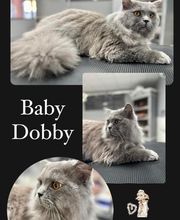 Salon de Toilettage Jenny Dog et Company image 19