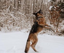MEHR Hundeschule Bild 13