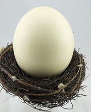 Straußenei im Nest