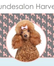 Hundesalon Harvey Bild 1