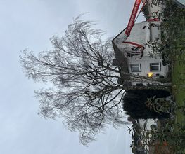 IMG_3308.jpeg