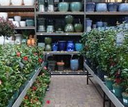 Intratuin Lisse afbeelding 4
