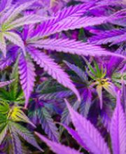 Green Paradise CBD shop & livraison image 11