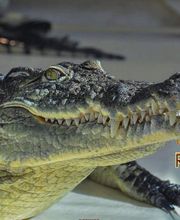 Reptiland image 6