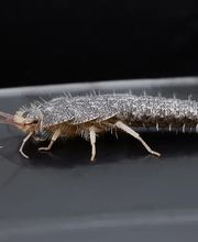 Falkner Schädlingsbekämpfung