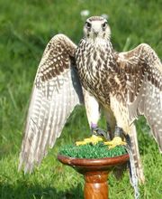 Stages Fauconnerie Lyon , Elevage de rapaces, Effarouchement pigeon, Rhône-Alpes, Bourgogne-Franche-Comté, Saône et Loire image 11