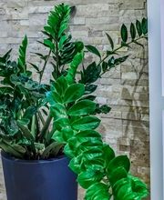 Haarentfernung Erding - Hairless Skin Bild 12