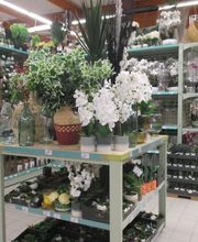 Centrakor Lanvollon image 7