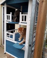 L'arche de Corinne image 2