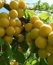 Le Temps Des Fleurs Marcigny image 1