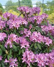 Pépinières Lafitte image 15