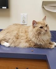 West Park Animal Hospital image 6