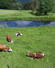 Ferienparadies Althäuslehof Bild 3