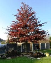 Faes Gartenbau GmbH Bild 3