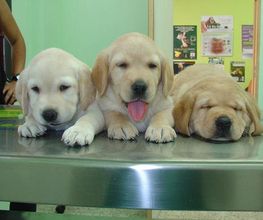 consulta-veterinaria-acueducto-perros-02.jpg