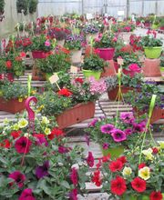 Du Potager Fleuri GAEC image 9