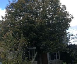 Arbor Elag image 12