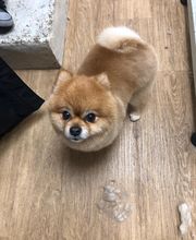 Armelle Toiletteuse Chiens Et Chats image 10