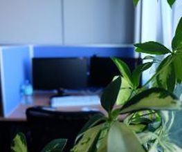Zimmerpflanze im Hintergrund ein PC-Arbeitsplatz.