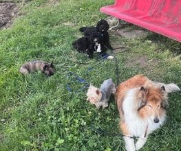 Focus Dogs Hundeschule KlG Bild 5