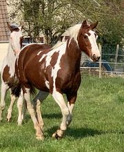 Elevage Kimy's Valey image 14