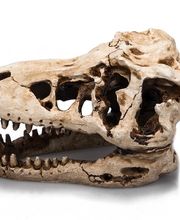 la ferme aux coleos image 6