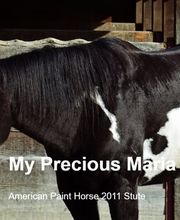 Birkenhof Pferdepension Bild 9