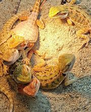 Tree of Life Exotic Pet Medical Center image 6
