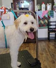 Poodle Doodle Pet Grooming image 19