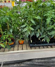 Les Jardins Du Champsaur image 2