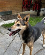 VanJara-Dogtraining by Vanessa Rieder Bild 8