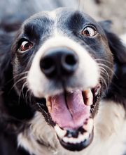 Tiermedizentrum Lyssbach GmbH Bild 3