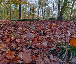 FriedWald Mühlenbecker Land Bild 10