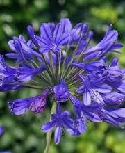 Pépinières Faucon image 6