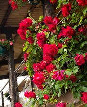 Hôtel Restaurant Belle Vue image 11