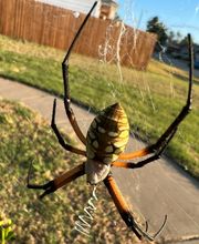 OKC Mosquito Militia Total Pest Control image 1
