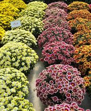 Marty Fleurs image 5