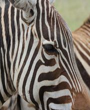 TUKIO Afrika Bild 9
