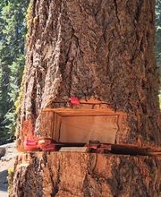 Southern Oregon Tree Care LLC image 4