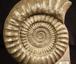 Espace Collections image 17