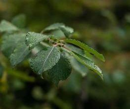 Treebreathe Sàrl Bild 8